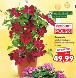 Kaufland Powojnik wielkokwiatowe pnącze wys. ok. 50-60cm śr. don. 17cm oferta