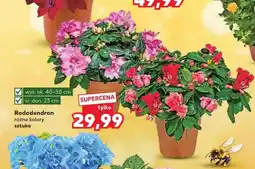 Kaufland Rododendron wys. ok. 40-50cm śr. don. 23cm oferta
