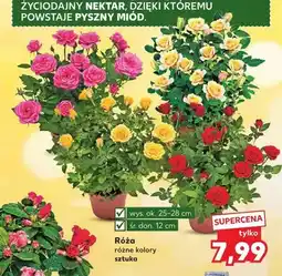 Kaufland Róża wys. ok. 25-28cm śr. don. 12cm oferta
