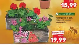 Kaufland Pelargonia stojąca 6-pak wys. ok. 20-25cm oferta
