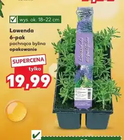 Kaufland Lawenda pachnąca bylina 6-pak wys. ok. 18-22cm oferta