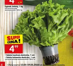 Twój Market Sałata masłowa doniczka oferta