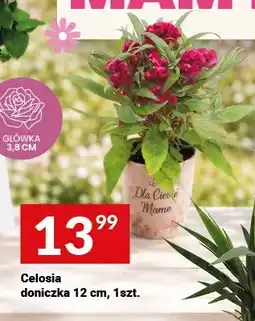 Twój Market Celosia doniczka 12cm oferta