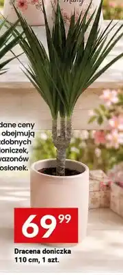Twój Market Dracena doniczka 110cm oferta