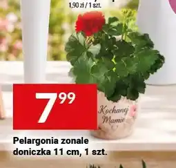 Twój Market Pelargonia zonale doniczka 11cm oferta