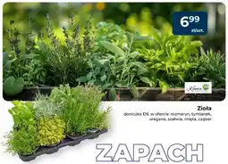 Mrówka Zioła tymianek Kama doniczka D9 oferta