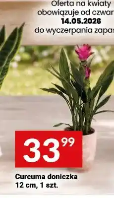 Twój Market Curcuma doniczka 12cm oferta