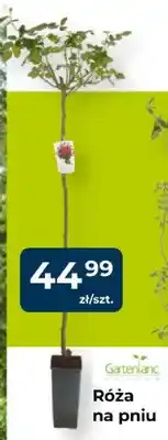 Mrówka Róża na pniu oferta