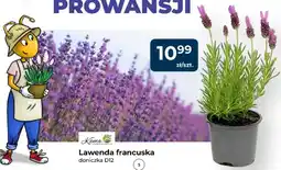 Mrówka Lawenda francuska Kama doniczka D12 oferta