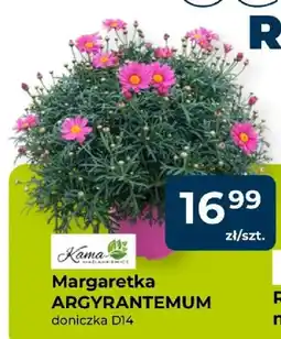 Mrówka Margaretka ARGYRANTEMUM doniczka D14 oferta