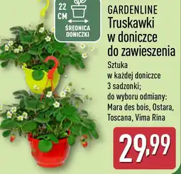 ALDI GARDENLINE Truskawki w doniczce do zawieszenia oferta