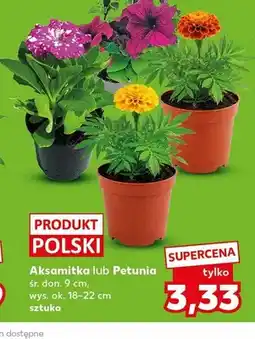 Kaufland Petunia śr. don. 9cm wys. ok. 18-22cm oferta