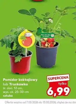 Kaufland Truskawka śr. don. 12cm wys. ok. 25-30cm oferta