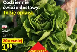Lidl Sałata masłowa Polski oferta
