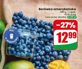 Dino Borówka amerykańska oferta
