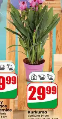 Dino Kurkuma doniczka 14cm wysokość 45cm oferta