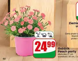 Dino Goździk Peach party doniczka 17cm wysokość 25cm oferta