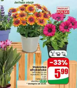 Dino Stokrotka afrykańska doniczka 11cm wysokość 20cm oferta