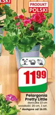 Dino Pelargonia Pretty Little doniczka 13cm wysokość: 20cm oferta