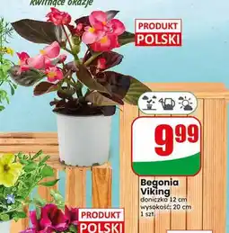 Dino Begonia Viking doniczka 12cm wysokość: 20cm oferta