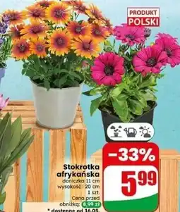 Dino Stokrotka afrykańska oferta