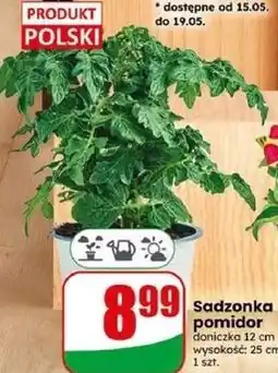 Dino Sadzonka pomidor oferta
