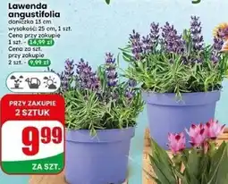 Dino Lawenda angustifolia oferta