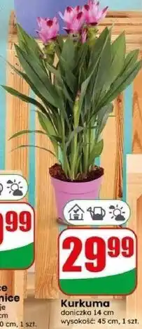 Dino Kurkuma oferta