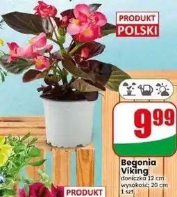 Dino Begonia Viking oferta