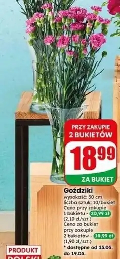 Dino Goździki oferta