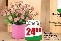 Dino Goździk Peach party oferta