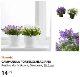 IKEA Roślina doniczkowa CAMPANULA PORTENSCHLAGIANA, Dzwonek, 10.5 cm oferta