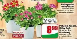 Dino Petunia Amore, Baby Doll, Shortcake Blueberry oferta