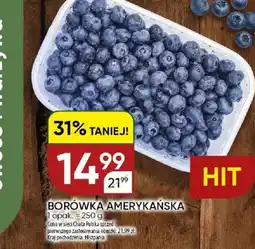 Chata Polska Borówka amerykańska oferta
