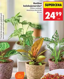 Biedronka Roślina kolekcjonerska oferta