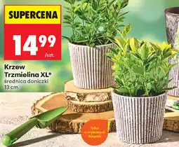 Biedronka Krzew Trzmielina XL oferta