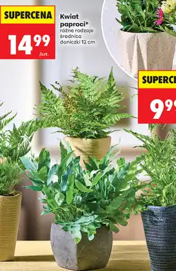 Biedronka Kwiat paproci oferta