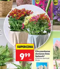 Biedronka Chryzantema domowa linia Splasch oferta