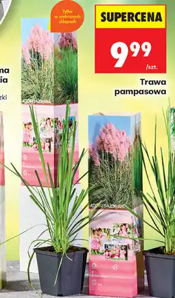 Biedronka Trawa pampasowa oferta