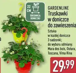 ALDI Truskawki w doniczce do zawieszenia oferta