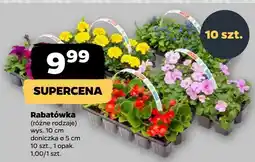 Netto Rabatówka (różne rodzaje) doniczka ø 5cm oferta