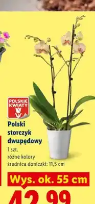 Lidl Polski storczyk dwupędowy oferta