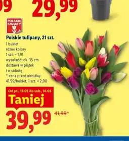 Lidl Polskie tulipany 21-pak oferta