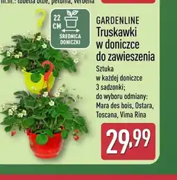 ALDI Truskawki w doniczce do zawieszenia Mara des bois GARDENLINE oferta