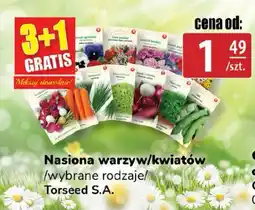 API MARKET Nasiona warzyw/kwiatów Torseed S.A. oferta