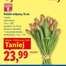 Lidl Polskie tulipany, 15 szt oferta