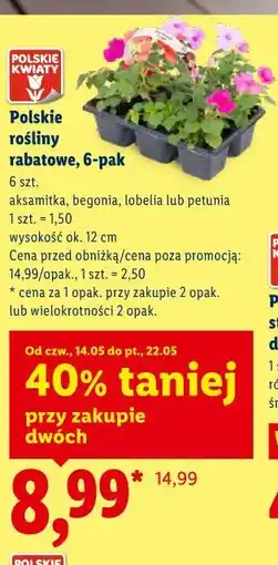 Lidl Polskie rośliny rabatowe, 6-pak oferta