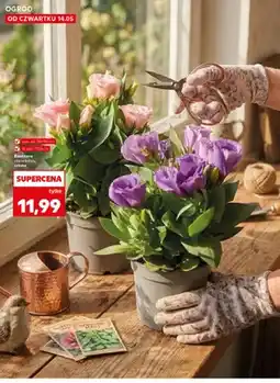 Kaufland Eustoma wys. ok. 25-30cm śr. don. 10,5cm oferta