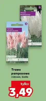 Kaufland Trawa pampasowa biała oferta