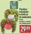 ALDI Pomidory koktajlowe w doniczce do zawieszenia oferta